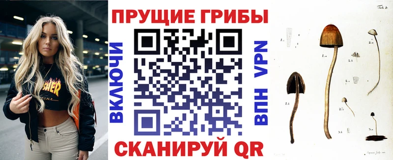 наркошоп  Юрьевец  Галлюциногенные грибы Psilocybe 